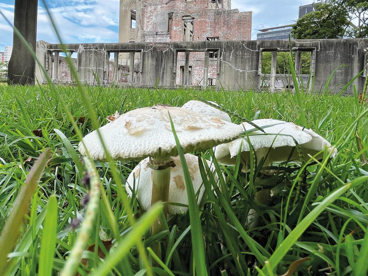 immagine di copertina